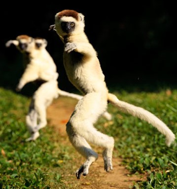 monkey kungfu.jpg